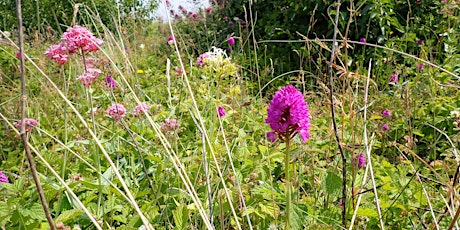 The New Action Plan for Nature Recovery in Swansea