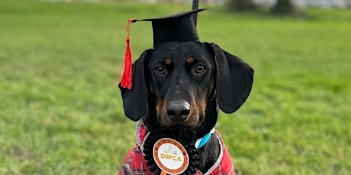 Immagine principale di PUPPY TRAINING (LEVEL 1) Millenium Park 