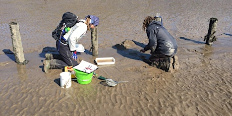 Muddy Shore Sampling - Brean Down