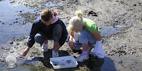 Hilbre Island Family Walk