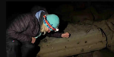 Night-time Sea Shore Safari