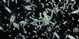 Image principale de Exploring Plankton