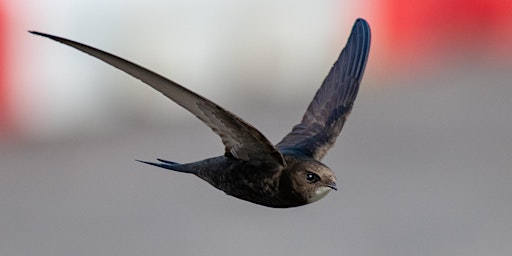 Building Swifts into urban spaces primary image