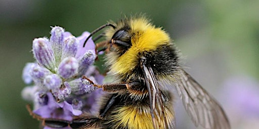 Hauptbild für Bedfords Bee Bonanza