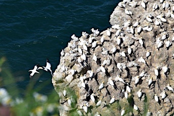 Experience Community  Bempton Cliffs Mountain Trike Ramble