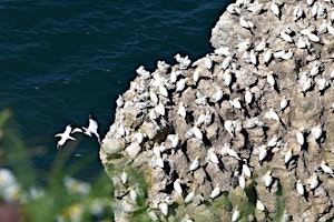 Experience Community  Bempton Cliffs Mountain Trike Ramble primary image