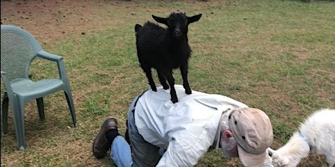 Goats, Alpacas and Pigs Play primary image