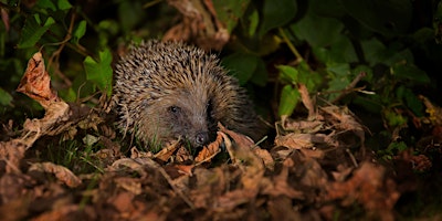 Imagem principal do evento Free Wild Bicester Talk - Hedgehogs: the original ball of cute - Bicester, Tuesday 2 April