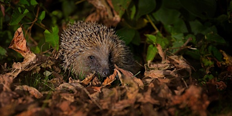 Free Wild Bicester Talk - Hedgehogs: the original ball of cute - Bicester, Tuesday 2 April