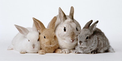 Free Rabbit Welfare Evening primary image
