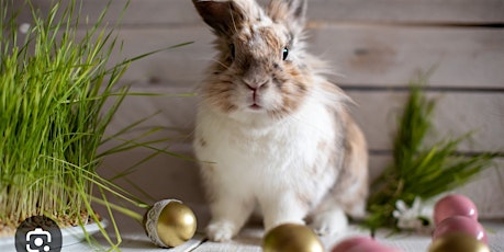 Easter Bunny EGG Drop