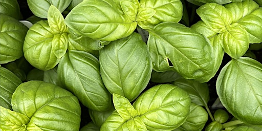 Imagem principal de How to Grow a Culinary Herb Garden