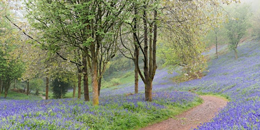 Primaire afbeelding van Netwalking in Clent - April 2024