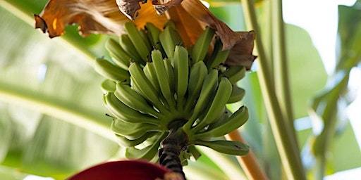 Imagen principal de 6-5-2024  Growing Bananas and Other Cold Tolerant Plants in Pasco County