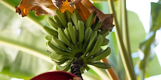 Hauptbild für 6-5-2024  Growing Bananas and Other Cold Tolerant Plants in Pasco County