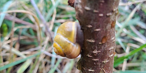 Imagen principal de Mini Bioblitz at Walsall Arboretum Tiny Forest