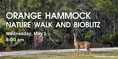 Immagine principale di Orange Hammock Nature Walk and Bioblitz 