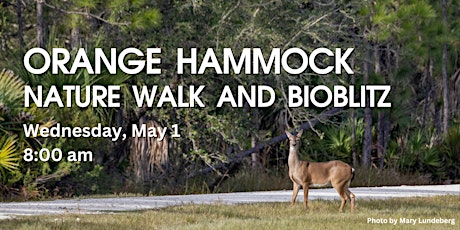 Orange Hammock Nature Walk and Bioblitz