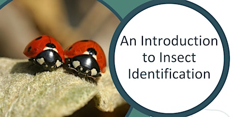 An Introduction to Insect Identification- Adult session