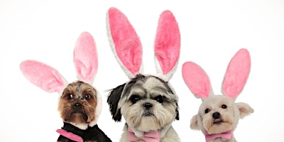 Image principale de Pet Photo with the Easter Bunny!