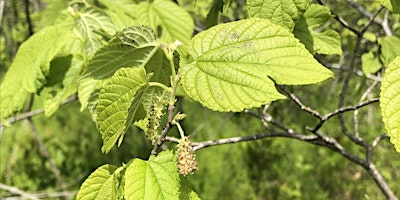 OAKS AND OTHER SPECIAL TREES OF PELEE primary image