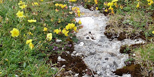 Imagem principal do evento Discover Anglesey's rare county flower