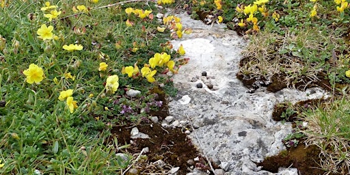 Image principale de Discover Anglesey's rare county flower