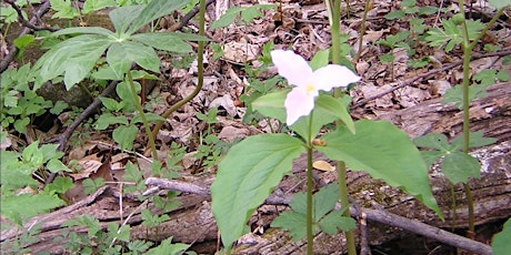 Trilliums at Thompson WMA