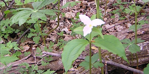 Trilliums at Thompson WMA primary image