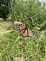 Annual Butterfly Count  primärbild