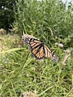 Annual Butterfly Count primary image