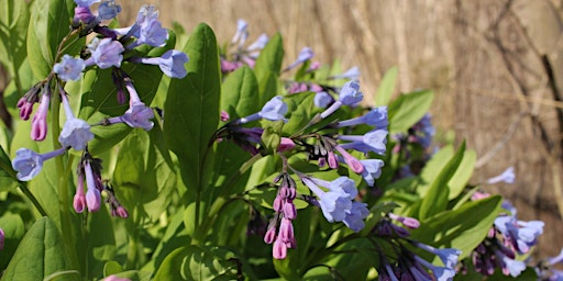 Hauptbild für Spring Biodiversity Hiking Tour