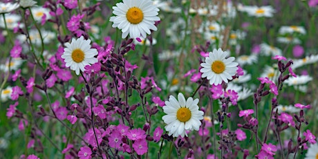 Sow wildflowers at Archery Field