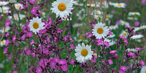 Imagem principal do evento Sow wildflowers at Archery Field