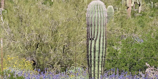 Imagem principal do evento Saguaro Stewardship Experience - April 6