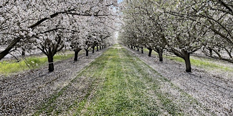 Oakville Bluegrass Cooperative's Field Day for Almond Growers