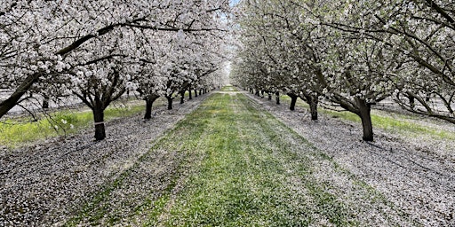 Imagen principal de Oakville Bluegrass Cooperative's Field Day for Almond Growers