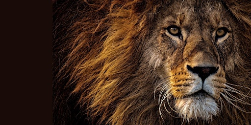 Primaire afbeelding van Douglas College Lion's Lair: The Ultimate Pitch Challenge