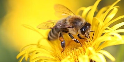 Imagem principal de The Learning Garden presents: Container Gardening for Pollinators