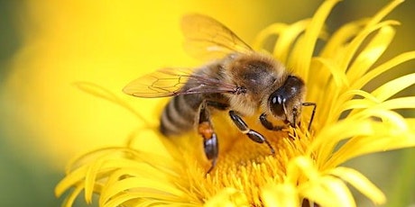 The Learning Garden presents: Container Gardening for Pollinators