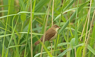 Imagem principal de Bird watching walk at Paxton Pits Nature Reserve
