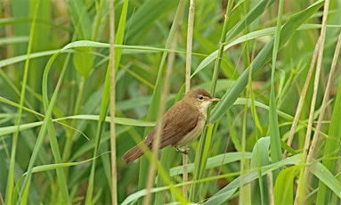 Hauptbild für Bird watching walk at Paxton Pits Nature Reserve
