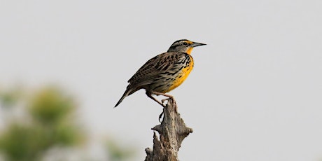 Birding Day at the Farm Hub |  Día de pajareo en Farm Hub