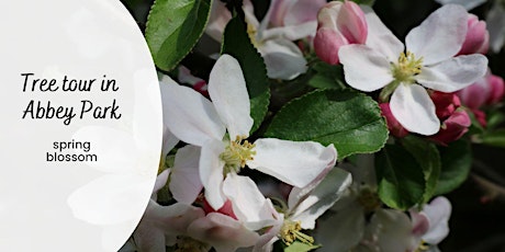 Tree Tour in Abbey Park - discover spring blossom