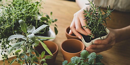 Hauptbild für 5 Essential Plants for your Herb Garden