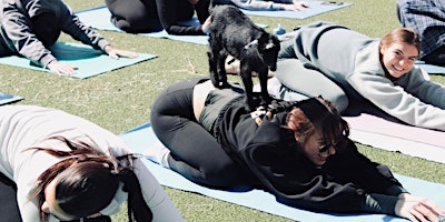 Goat Yoga at NoDa Brewing Company-North End primary image