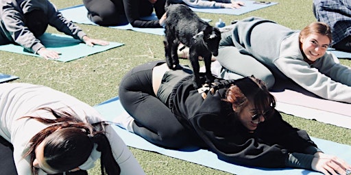 Goat Yoga at NoDa Brewing Company-North End  primärbild