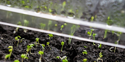 Hauptbild für Seed Starting Workshop - USU Extension Wasatch and Summit Counties