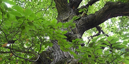 Hauptbild für SEDA Health and Wellbeing. Green Drinks: Hug a Tree