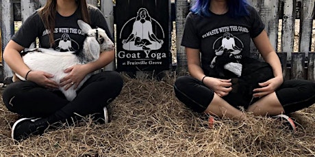 Goat Yoga in Sarasota at Frutiville Grove